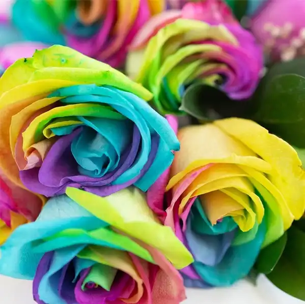 Unicorn Roses