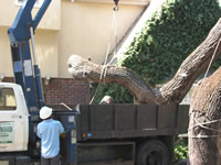 tree removal